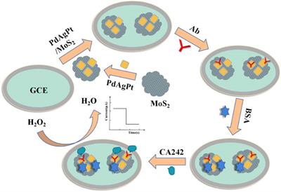 A novel electrochemical immunosensor based on PdAgPt/MoS2 for the ultrasensitive detection of CA 242